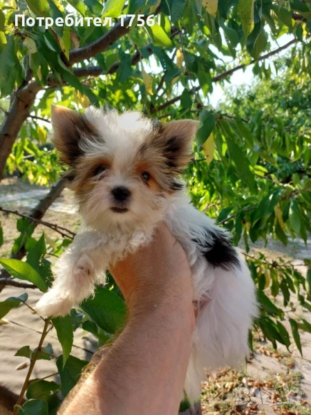 Малко момченче като джудженце., снимка 1