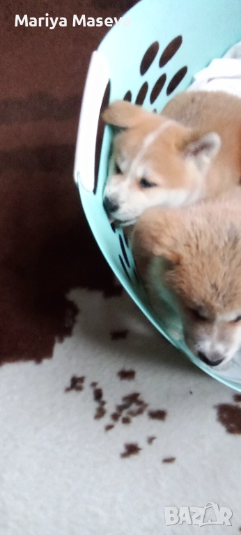 Кученца Акита, снимка 1