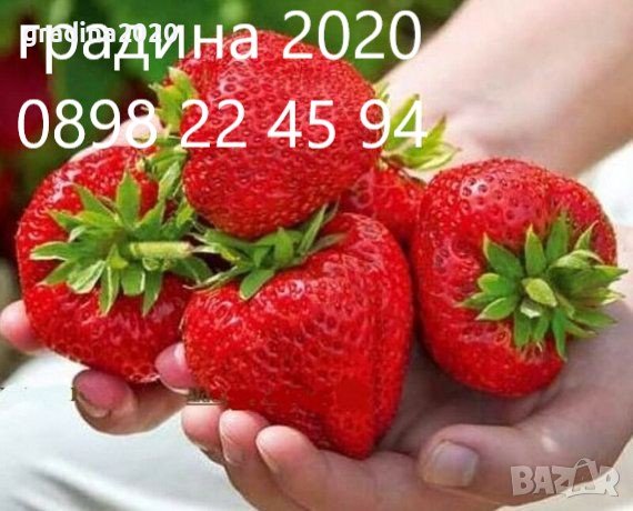 Ягода Максим - Strawberry Maxim Ягода гигант с прекрасен вкус и лесна за отглеждане, снимка 1