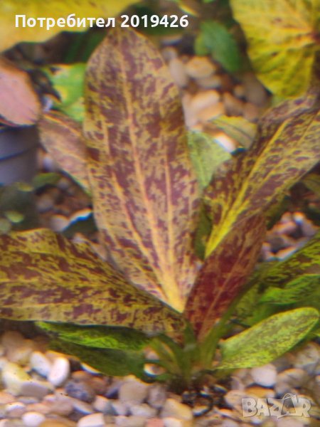 Ехинодориус, снимка 1