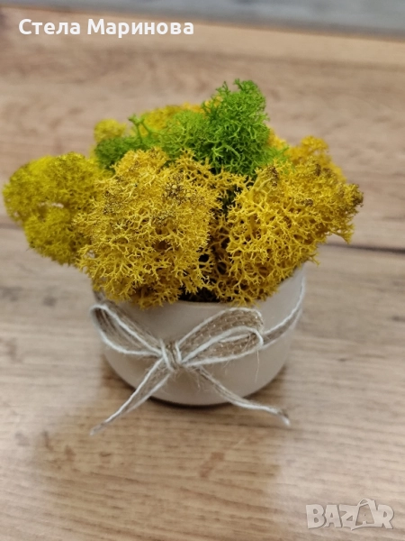 Кашпи със скандинавски мъх!, снимка 1