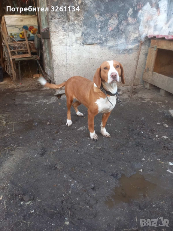 Посавско Гонче , снимка 1