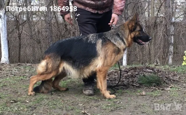 Бебета Немска Овчарка Доставка, снимка 7 - Немска овчарка - 50038663