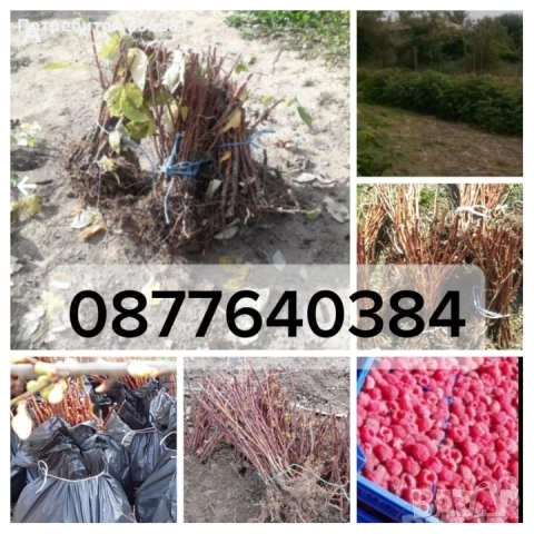 Продавам разсад малини сорт Херитидж