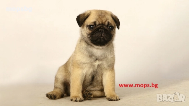 Бебета Мопс с родословия, снимка 18 - Мопс - 11998386