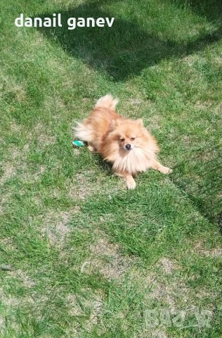 продавам кученца немски шпиц, снимка 1