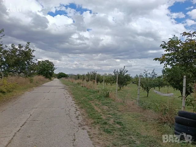 Овощна градина сорт Стенлей , снимка 4 - Земеделска земя - 56184994