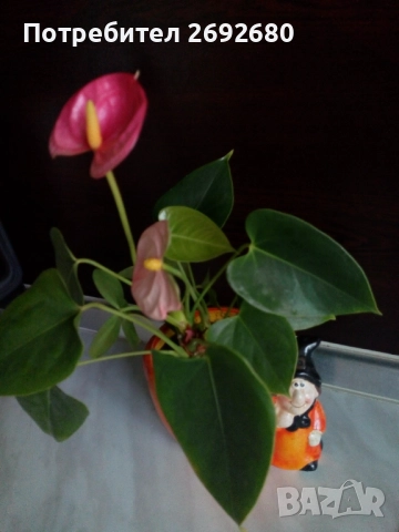 Антуриум червен,сансевиера,хлорофитум/цени в описанието , снимка 1