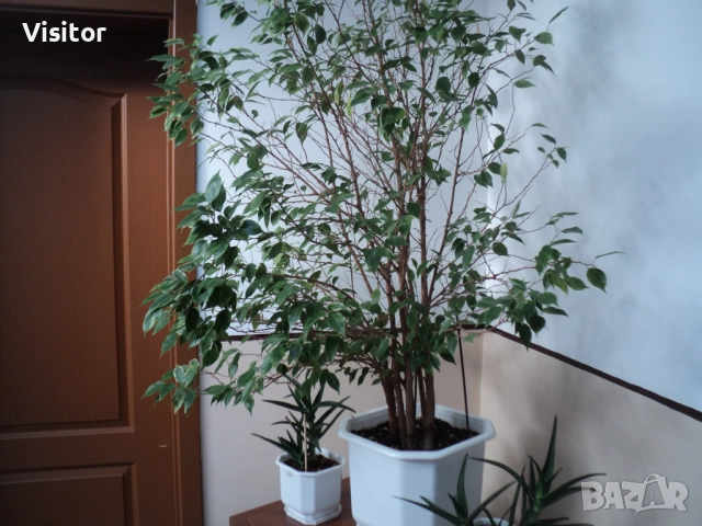 Sony Cyber-shot DSC-S2100   12 МРх, снимка 18 - Фотоапарати - 52851341