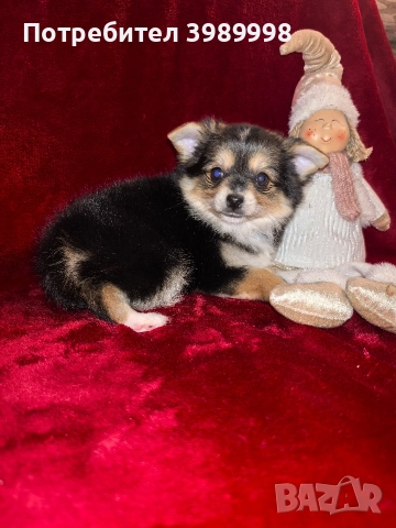 Мини шпиц-момиче