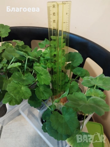 Комплект вкоренени резници Мушкато 10 бр - 4 цвята, снимка 6 - Стайни растения - 44395633