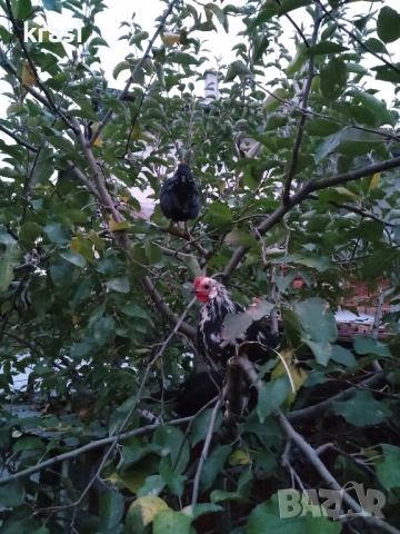 декоративни петлета и кокошлета, снимка 9 - други­ - 52408726