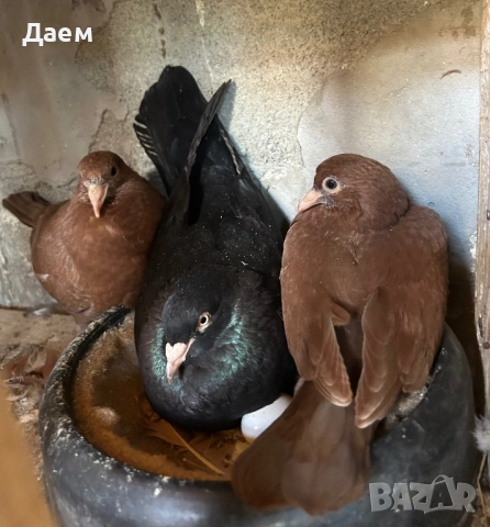 Поморийски Ролер Силни на въртене, снимка 4 - Гълъби - 54296900