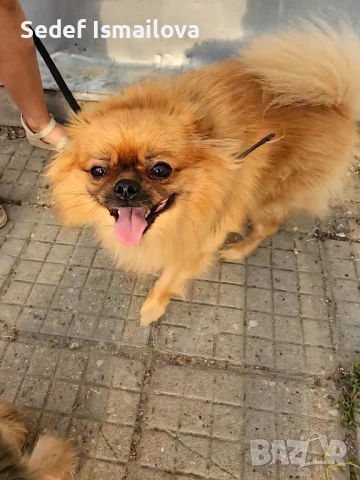 куче на 3 год , снимка 1