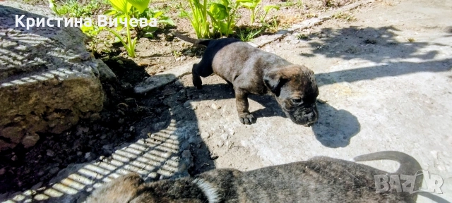 Малки кученца- Лабрадор, снимка 15 - Лабрадор ретривър - 54363432