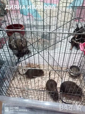 Сладки катерички дегу, снимка 10 - Хамстери - 48394109