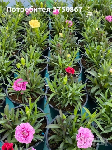 🧡💜🧡 Карамфил/Dianthus 🧡💜🧡, снимка 14 - Градински цветя и растения - 52139554