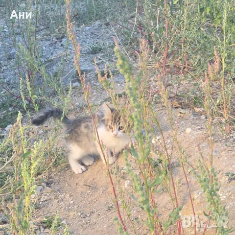 Котета на два месеца и майката на една годинка, снимка 3 - Други - 56168290