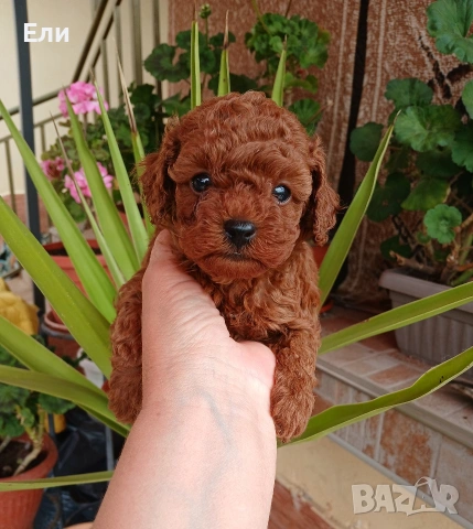 Той пудел- момиче и момче, снимка 3 - Пудели - 54181433