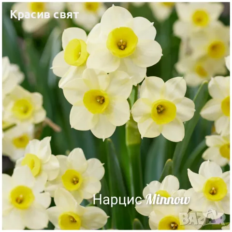 Нарциси луковици, снимка 2 - Сортови семена и луковици - 56163384