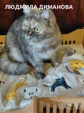 Персийско женско. , снимка 5 - Персийска - 53016773