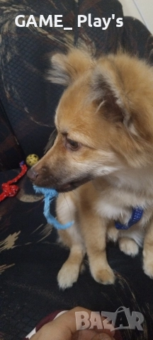 Немски шпиц за продажба спешно!!!, снимка 4 - Други - 52830583