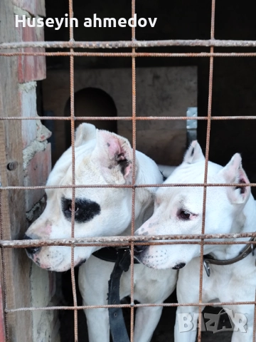 Мъжко уче Дого Аржентино , снимка 2 - Дого аржентино - 52894100