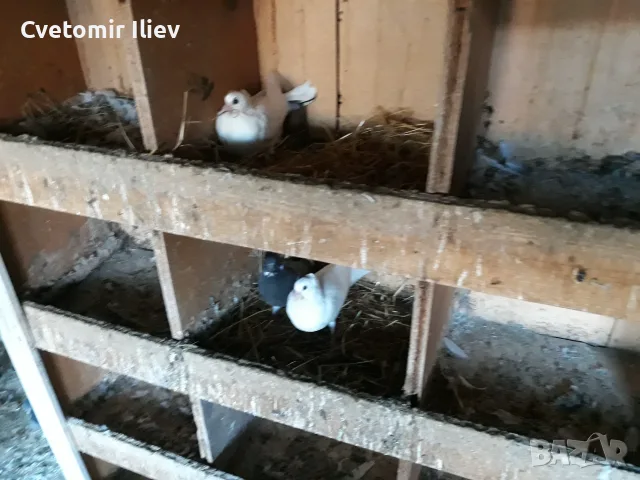 Гълаби.Кула.Сръбски високолетачи., снимка 3 - Гълъби - 56436486