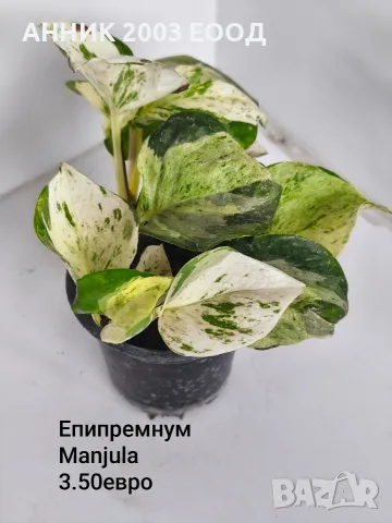 Стайни цветя-монстера,сингониум и др., снимка 6 - Стайни растения - 56204939