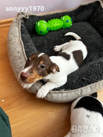 ДЖАК РЪСЕЛ ЖЕНСКО НА 2 МЕСЕЦА 2810251946, снимка 6 - Джак ръсел териер - 52215813