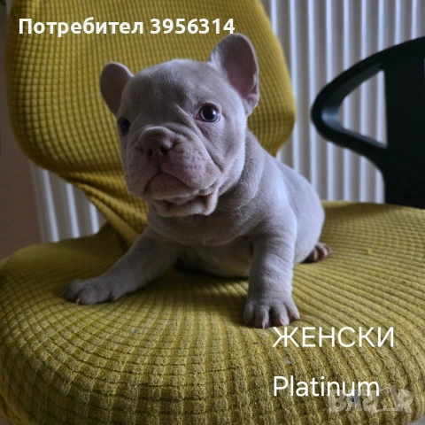 Френски булдог търси дом 🐾 Малки френски булдочета на 40 дни търсят своето  ново  семейство. , снимка 15 - Френски булдог - 54364366