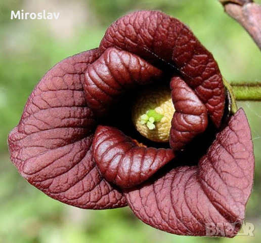 Индиански Банан /(Пау Пау), снимка 4 - Градински цветя и растения - 53890724