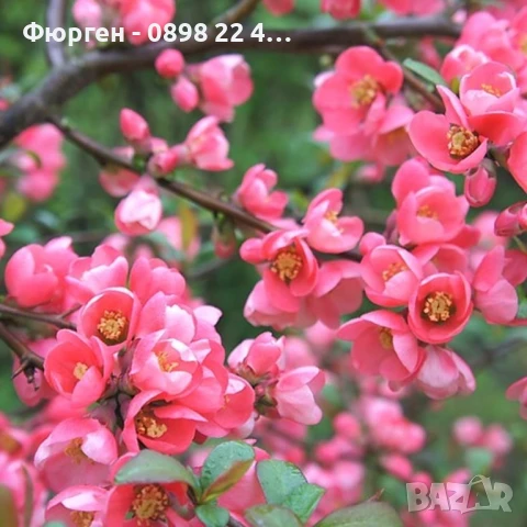 Японска дюля - Цидония, снимка 7 - Разсади - 41169747