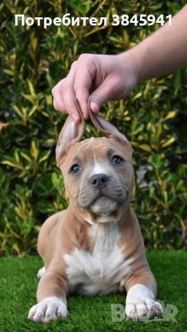 Sini amerikanski stafordshirski terieri, снимка 4 - Американски стафордширски териер - 42249327