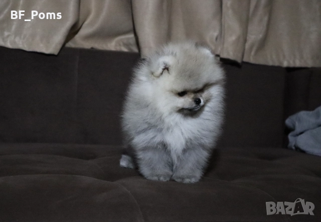 Страхотно момченце померан с родословие FCI, снимка 12 - Померан - 52918943