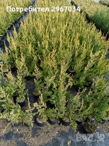 лейланди 70 см до 80 см 10 лв брой , снимка 2 - Градински цветя и растения - 48129340