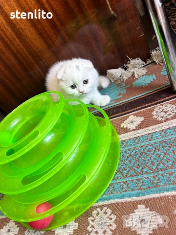 Шотландски клепоухи котенца , снимка 15 - Британска късокосместа - 39110730