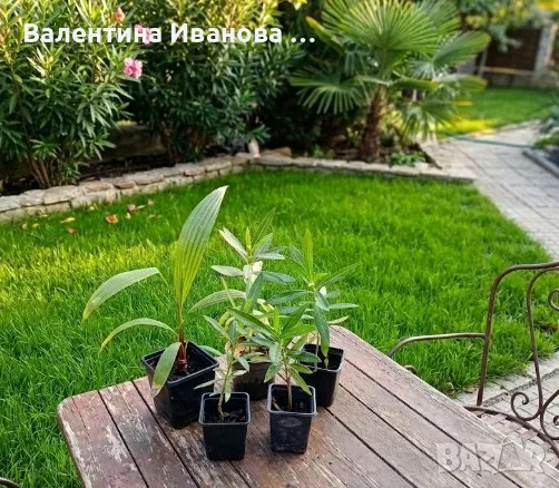 комплект 4бр зокуми ПОДАРЪК палма , снимка 7 - Разсади - 55948615