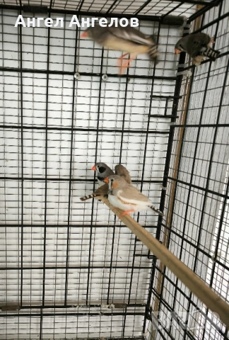 зеброви амадини , снимка 8 - Амадини - 52357881