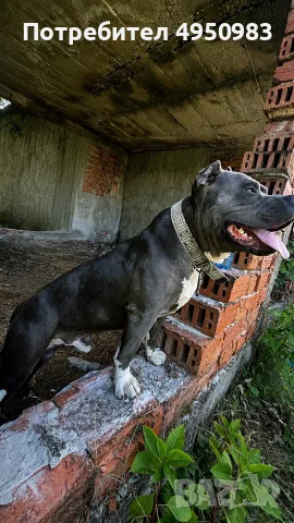 American Pitbull Terier X American bully, снимка 4 - Питбул - 56102706