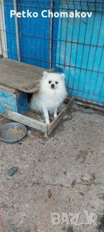 померан, снимка 7 - Шпиц - 53215752