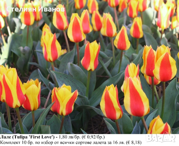 СОРТОВИ ЛАЛЕТА – ЛУКОВИЦИ - част 2, снимка 3 - Сортови семена и луковици - 52372863