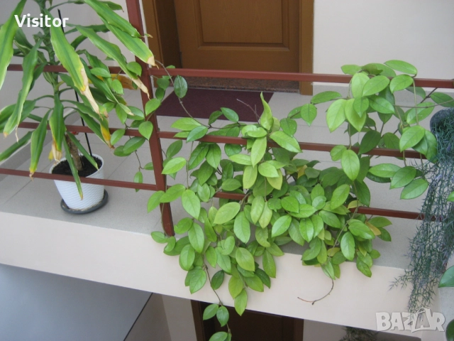 Canon PowerShot SD600, снимка 15 - Фотоапарати - 52652936