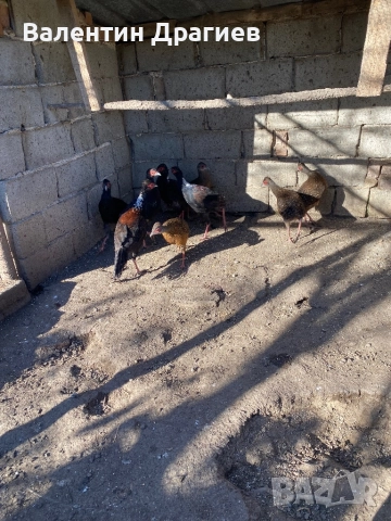 Седлати фазани, снимка 2 - други­ - 52948983