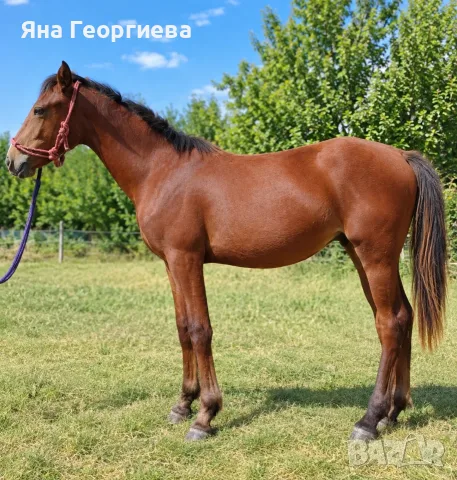 Продавам млада кобилка