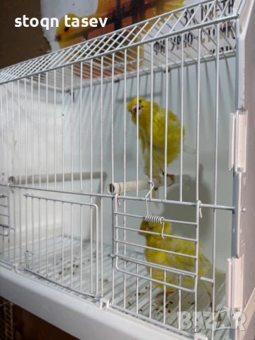 Канари цветни и къдрави, снимка 7 - Канари - 50811624