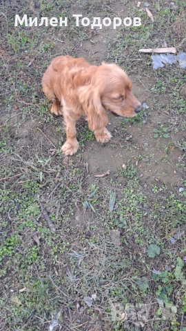 Куче търсач на трюфели 