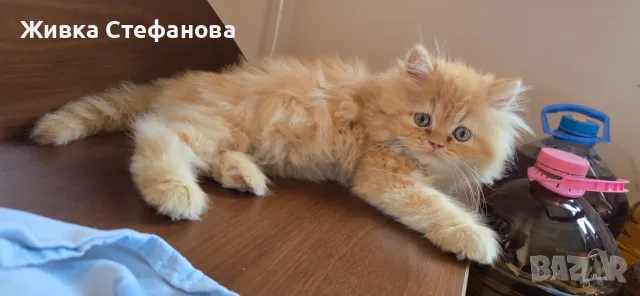 Женска персийска , снимка 4 - Персийска - 55780605