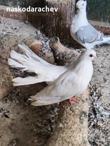 Бургаски местни преметачи различни цветове, снимка 5 - Гълъби - 52410723