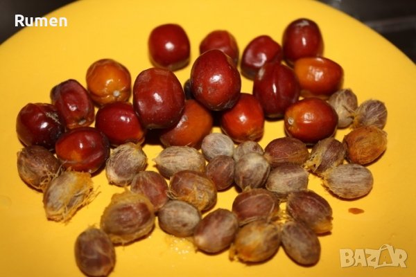 Продавам семена от студоустоичиви палми - 5 вида, снимка 12 - Разсади - 38409108